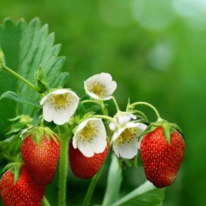 Meet your Posher, Libby